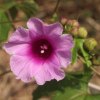 <i>Ipomoea mauritiana</i>  Jacq.